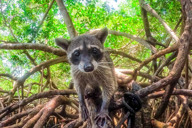 Adventure full day Isla Barú + Mangroves + Snorkel + bioluminescent plankton - Morning drive out of Cartagena, plus the Baru Bridge history