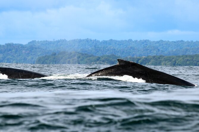 Bahía Málaga: Humpback Whale Watching in Cali - Colombia - Why Uramba Bahía Málaga is worth a long day from Cali