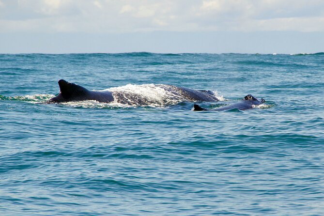 Bahía Málaga: Humpback Whale Watching in Cali - Colombia - From dock to open water: how whale watching works here