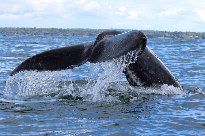 Bahía Málaga: Humpback Whale Watching in Cali - Colombia - Price and value: what you are really paying for