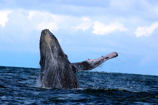 Bahía Málaga: Humpback Whale Watching in Cali - Colombia - Who this tour fits best (and who should skip it)