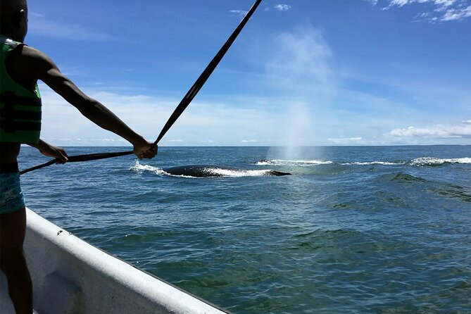 Bahía Málaga: Humpback Whale Watching in Cali - Colombia - The logistics that matter: meeting point and long-day pacing