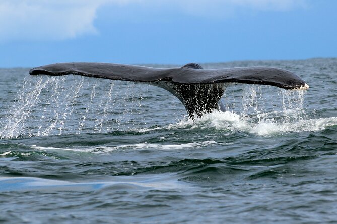 Bahía Málaga: Humpback Whale Watching in Cali - Colombia - The 4:30 am start: Buenaventura stop and Juanchaco beach time