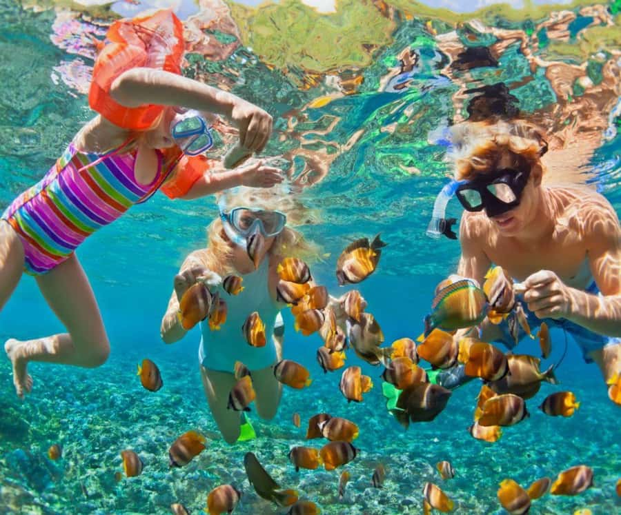 Barú: Club Freedom Beach with Mangrove and Snorkel - The mangrove tour and raccoon encounter: the highlight that feels personal