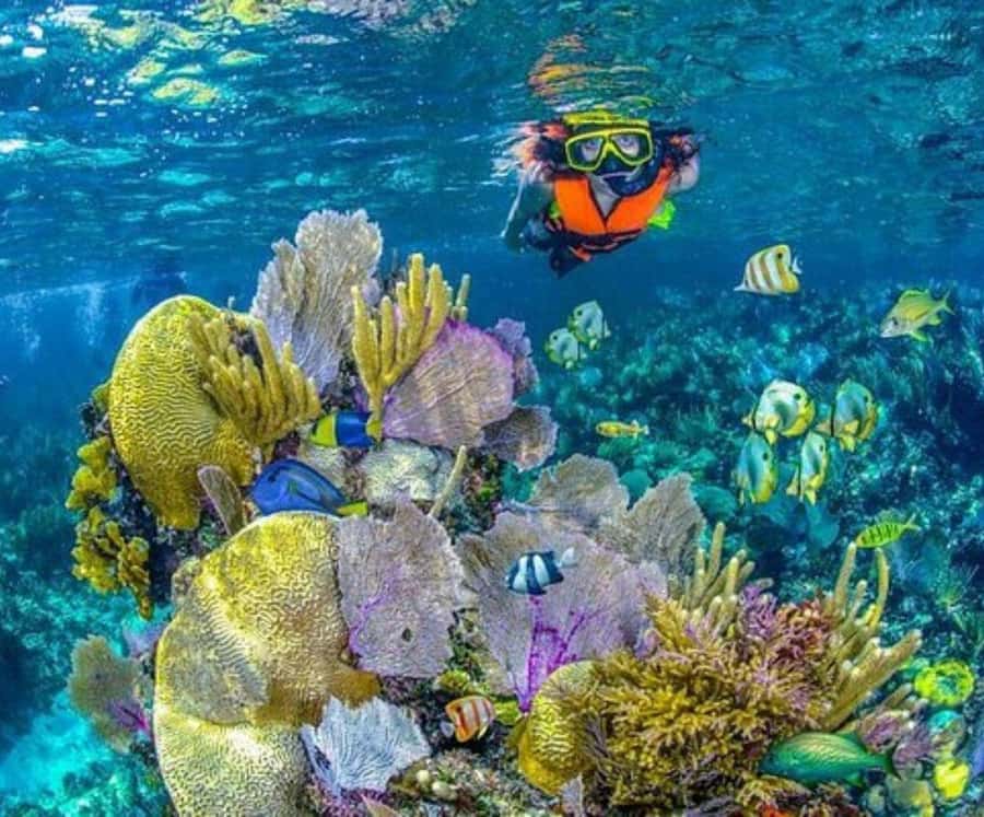 Barú: Club Freedom Beach with Mangrove and Snorkel - Snorkeling in Rosario Islands water: good time, not just a token swim