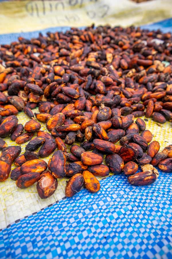 Bean to Bar: Cocoa and Chocolate Workshop - Cacao varieties and percentages: your flavor cheat sheet