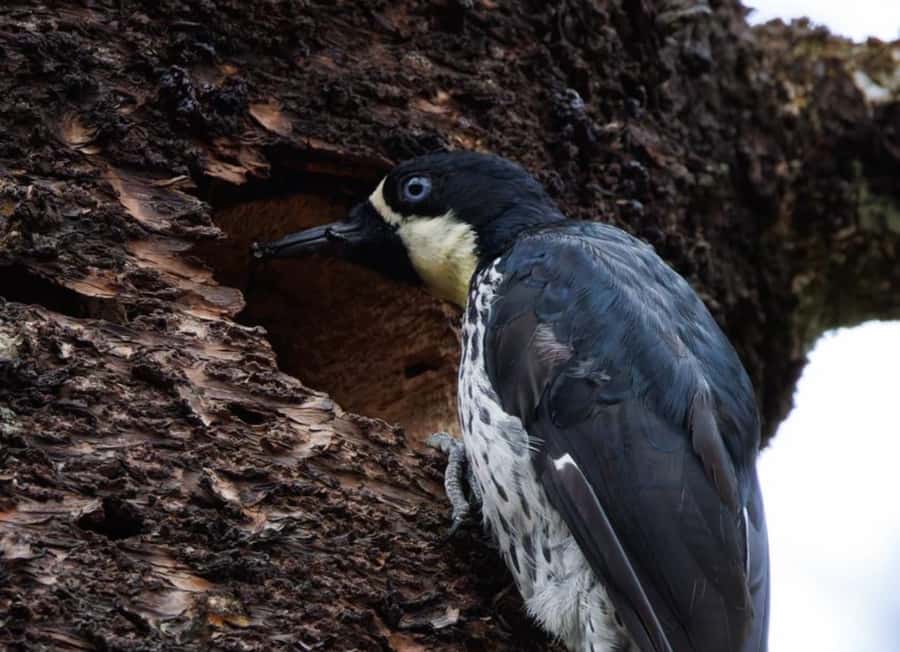 Birding Medellin with expert bird-watcher (Private) - Key takeaways from La Romera birding