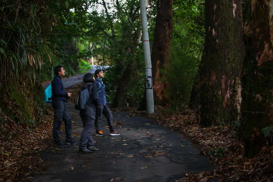 Birding Medellin with expert bird-watcher (Private) - Who this tour is best for (and who should choose another plan)