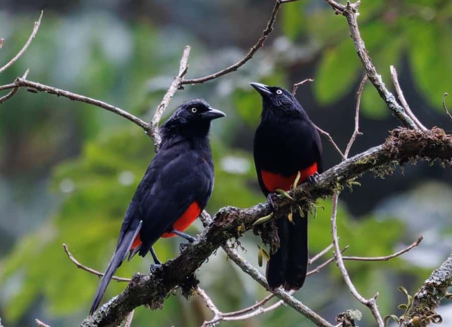 Birding Medellin with expert bird-watcher (Private) - Getting there like a local: Estrella Metro as your launch point