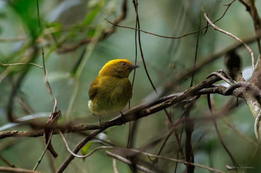 Birding Medellin with expert bird-watcher (Private) - What 6 hours actually feels like in the field