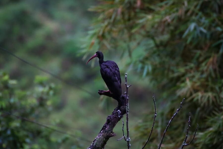 Birding Medellin with expert bird-watcher (Private) - Species highlights, plus how to remember what you saw
