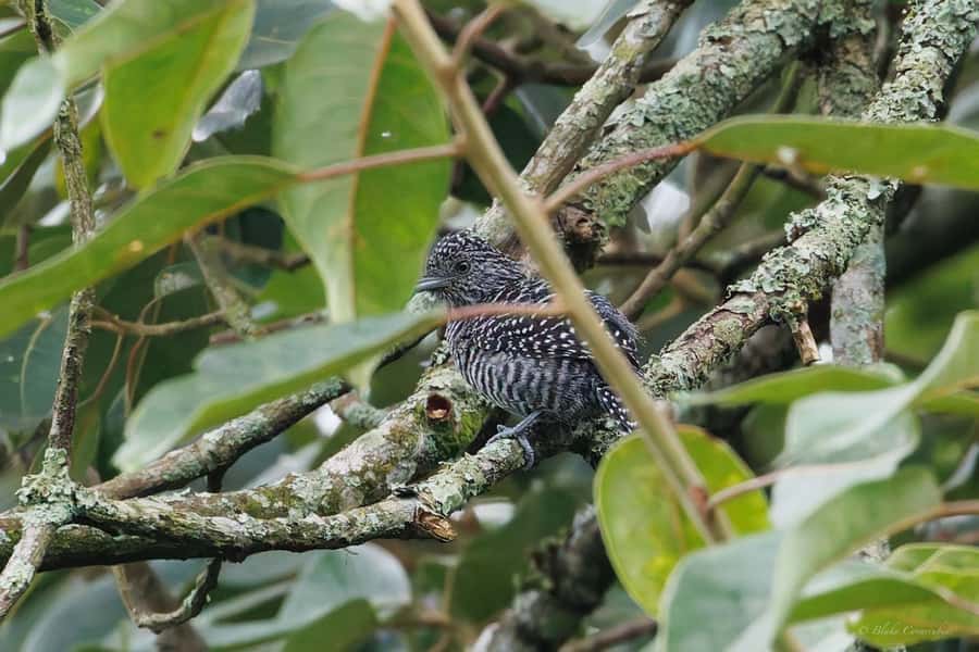 Birding Medellin with expert bird-watcher (Private) - Comfort and included food, because birds do not eat snacks