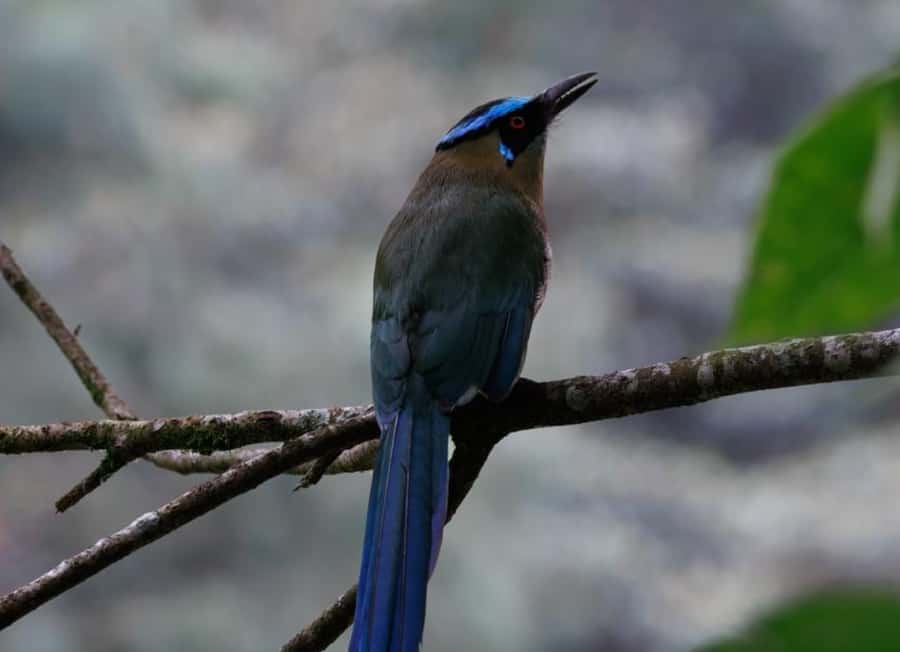 Birding Medellin with expert bird-watcher (Private) - Price and value for a private group near Medellin