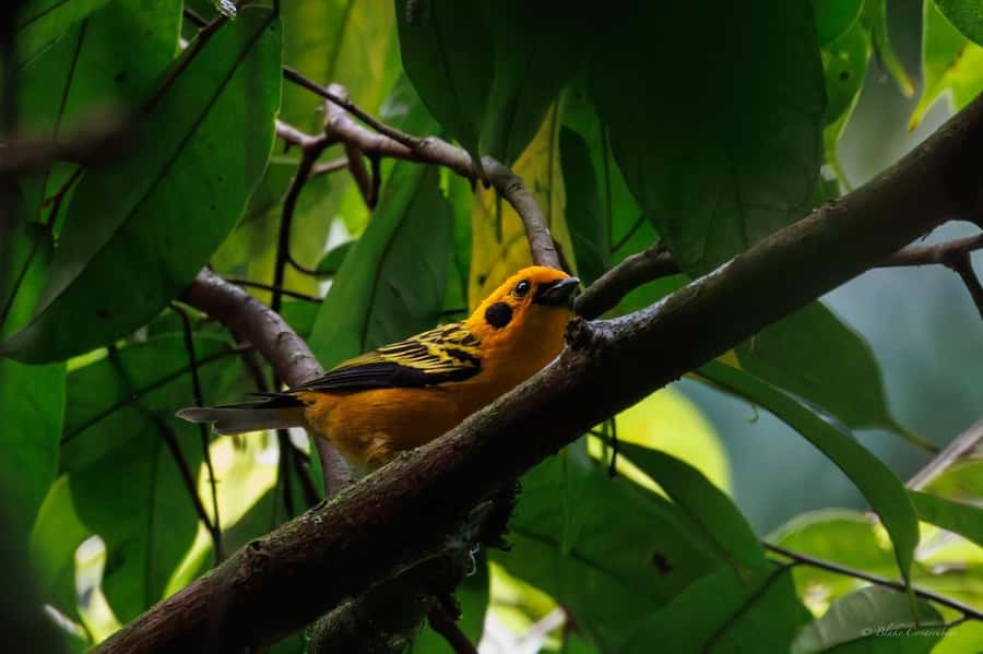 Birding Medellin with expert bird-watcher (Private) - Your guide setup: ornithologist biologist plus bird-spotting tech