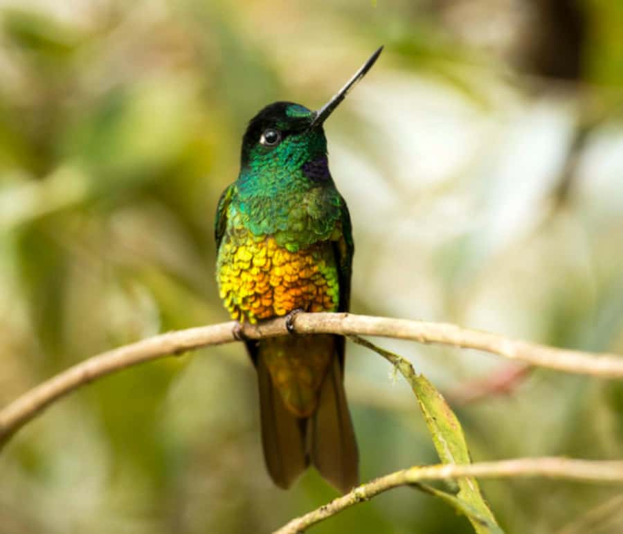 Birdwatching Day Tour at Chicaque Natural Park - Key highlights to look for