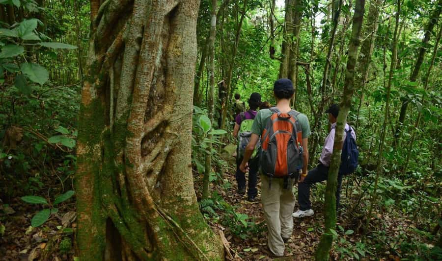Birdwatching Day Tour at Chicaque Natural Park - The Andean páramo angle: why the scenery comes with lessons