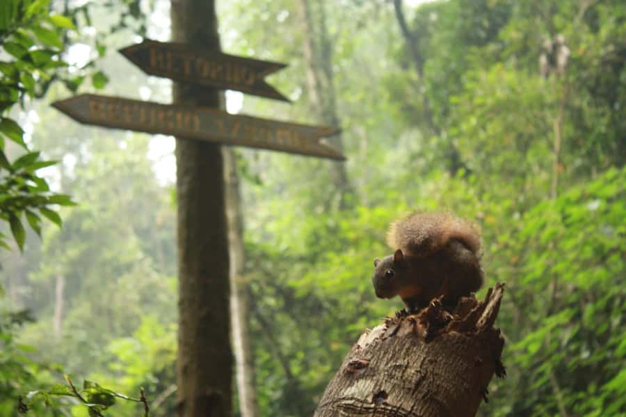 Bogota: Explore the forest and bird watching at Chicaque Natural Park - Why Chicaque Cloud Forest Bird Watching Feels Different