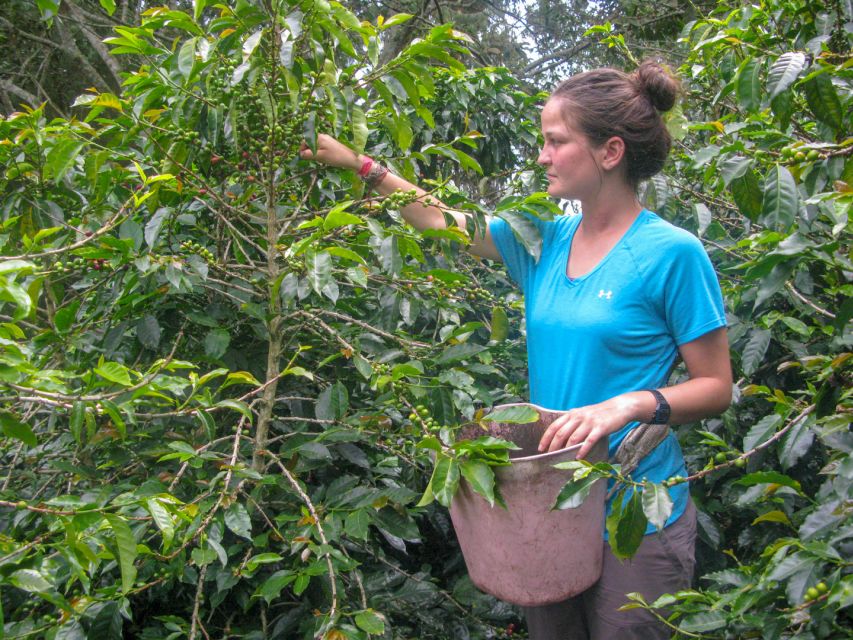 Bogotá: Guided Coffee Tour with Lunch, and Pickup & Drop-Off - Price and Value: What You’re Really Paying For at $1,146