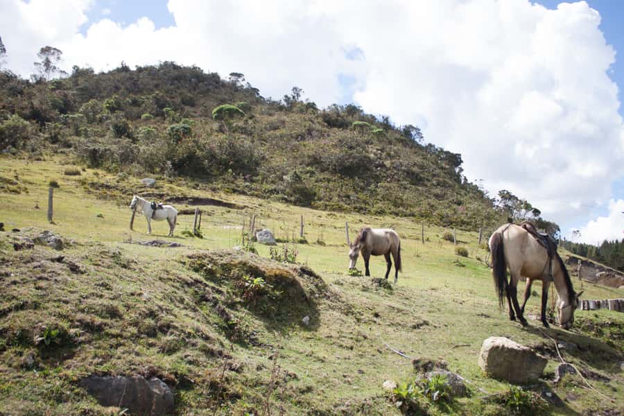 Bogota: Horseback Riding Tour - Meet the Colombian Creole Horses and Learn the Basics