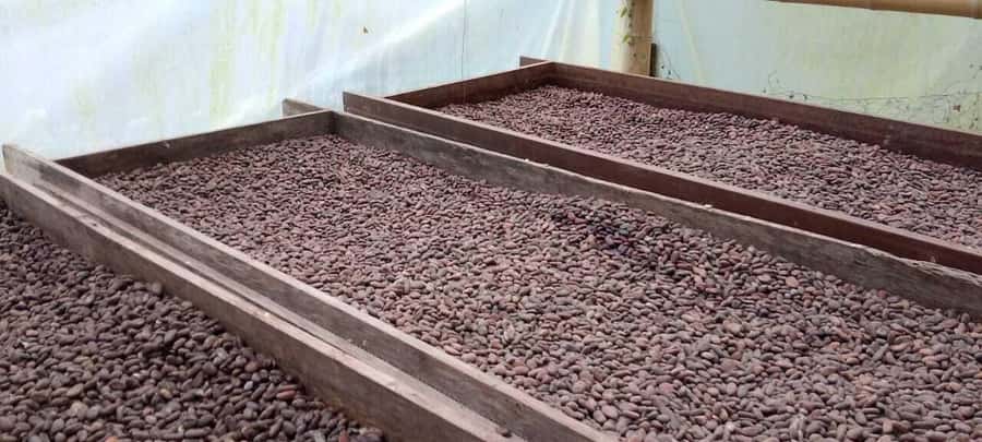 Cacao and Coffee Tour - Quick highlights