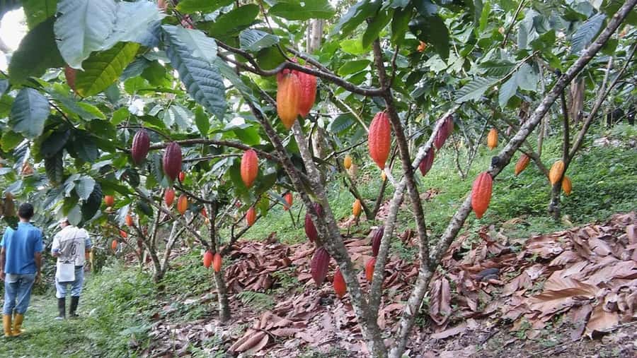 Cacao and Coffee Tour - Lunch option in the AM schedule: plan your appetite and your timing