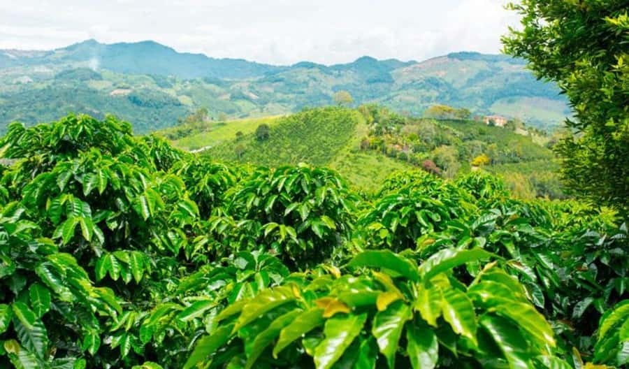 Cacao and Coffee Tour - Santa Marta viewpoint time and the bird-spotting you can actually enjoy