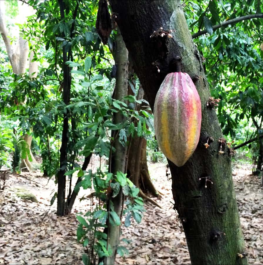 Cacao Experience Tour - Key Things That Make This Cacao Tour Worth Your Time