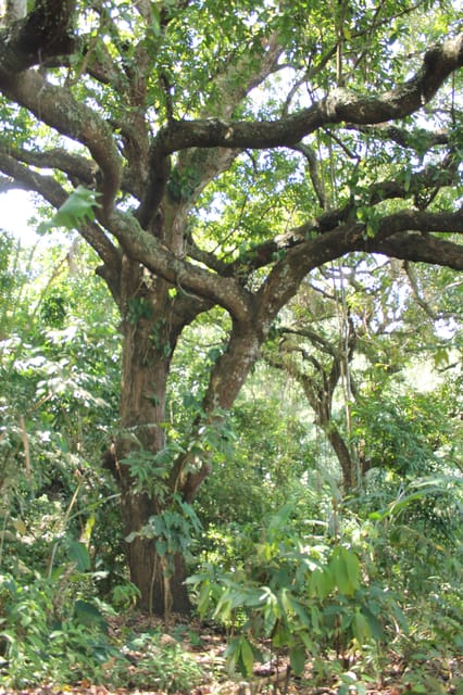 Cacao Experience Tour - Price and Value: What $46 Buys in 270 Minutes