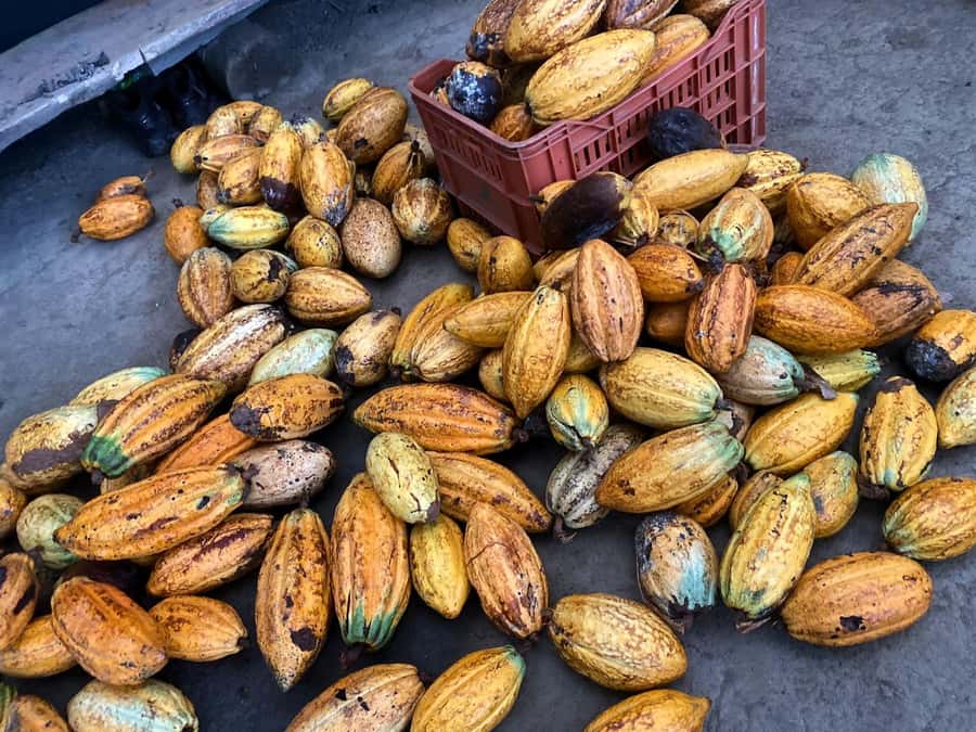 Cacao Experience Tour - Should You Book the Cacao Experience Tour?