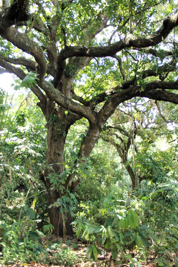 Cacao Experience Tour - The Cacao Walk: From Tree to Fruit to Your Cup