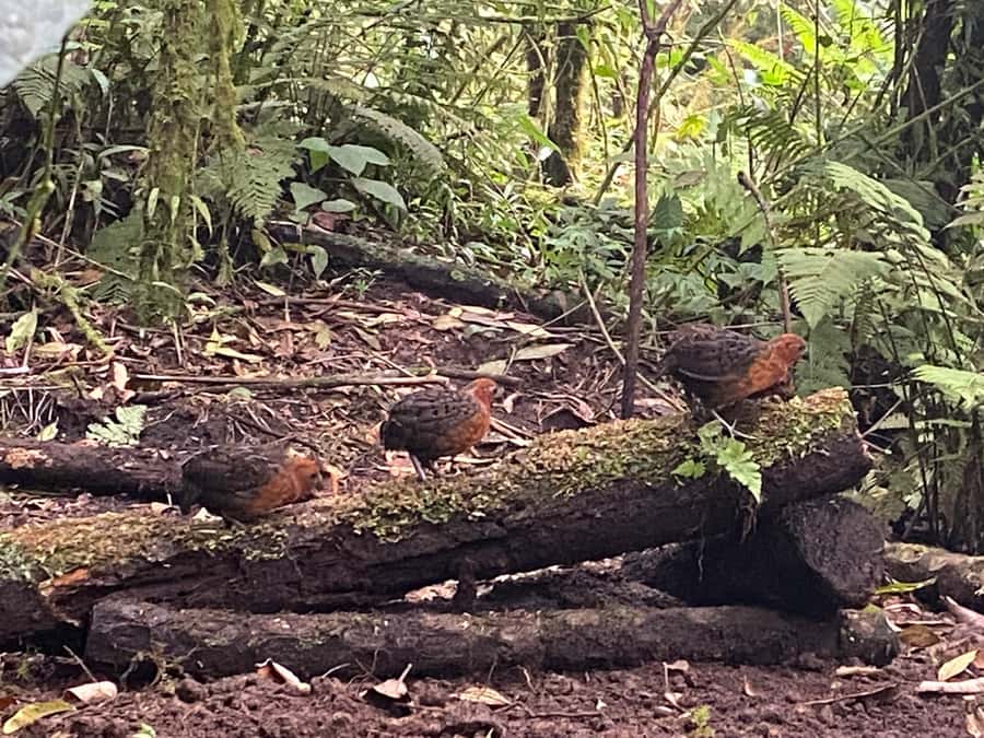 Cali: Bird Watching in The San Antonio Fog Forest - Key things that make this birding tour worth your time