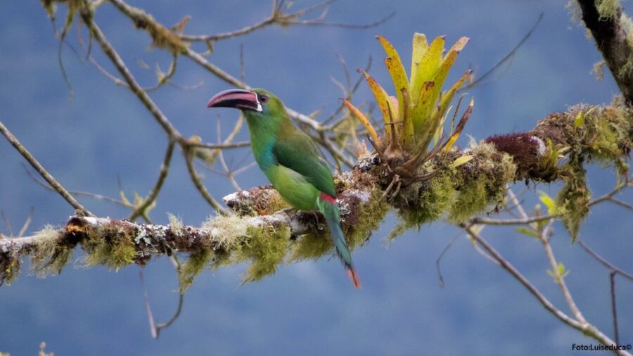 Cali: Bird Watching in The San Antonio Fog Forest - FAQ