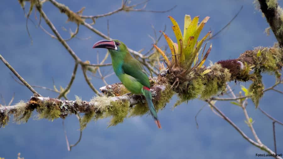 Cali: Bird Watching in The San Antonio Fog Forest - What you’ll actually see: hummingbirds and more