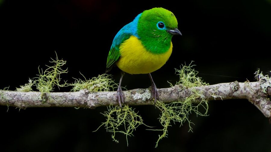 Cali: Bird Watching in The San Antonio Fog Forest - Price and value: is $190 a fair deal?