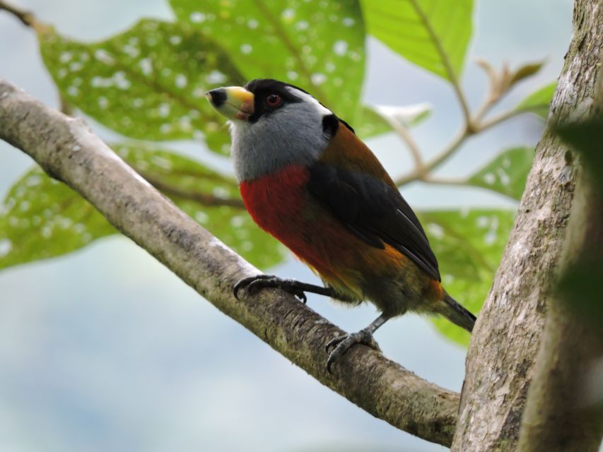 Cali: Bird Watching in The San Antonio Fog Forest - Who this tour fits best, and who should skip it