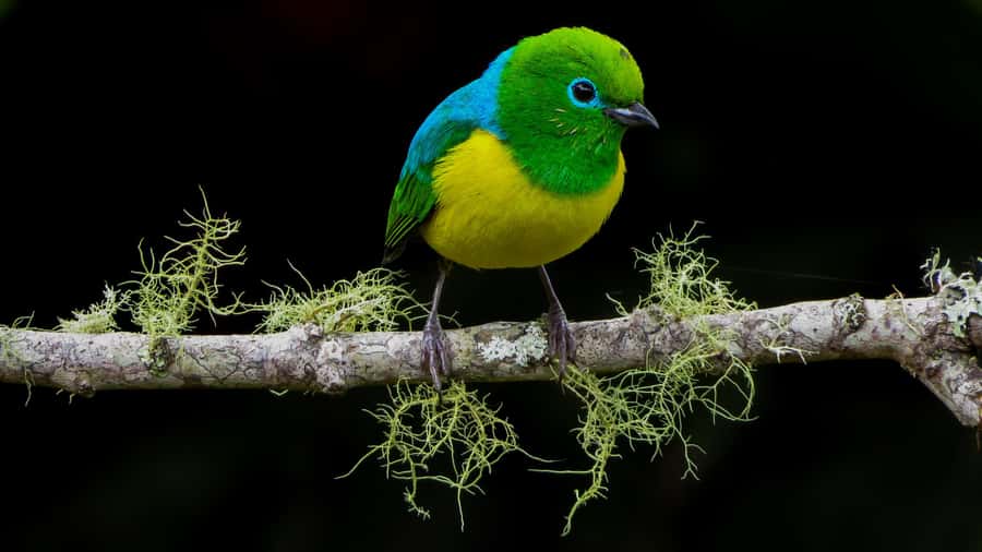 Cali: Bird Watching in The San Antonio Fog Forest - The 6-hour plan, stop by stop, and what you should watch for