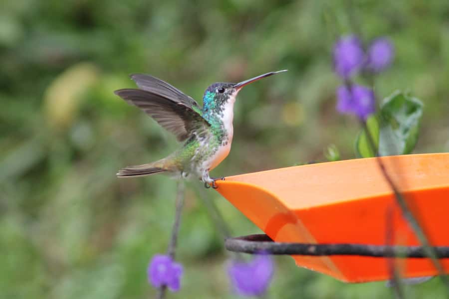 Cali: Hummingbird Watching & Photography Tour - Key highlights worth planning around