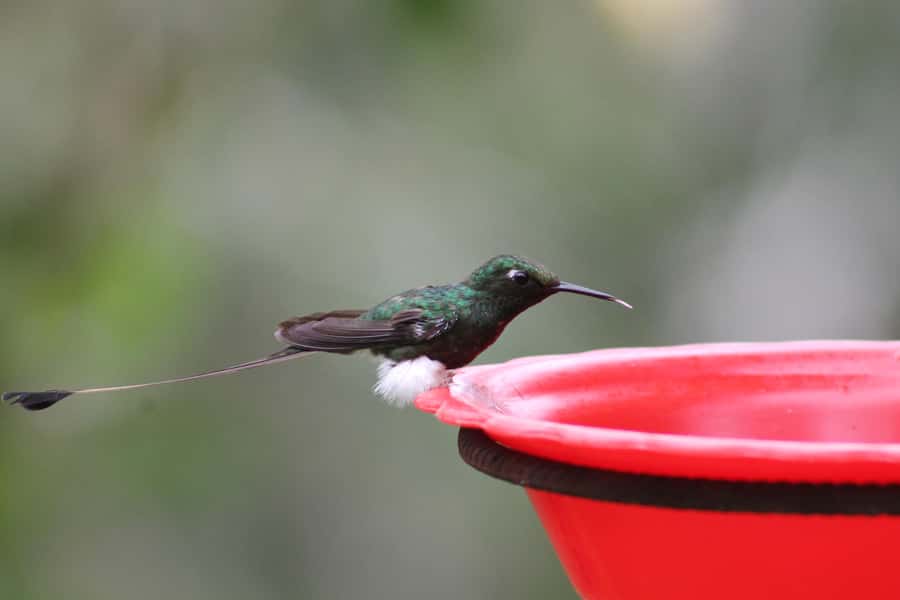 Cali: Hummingbird Watching & Photography Tour - Finca Alejandría: what makes it feel like a hummingbird studio