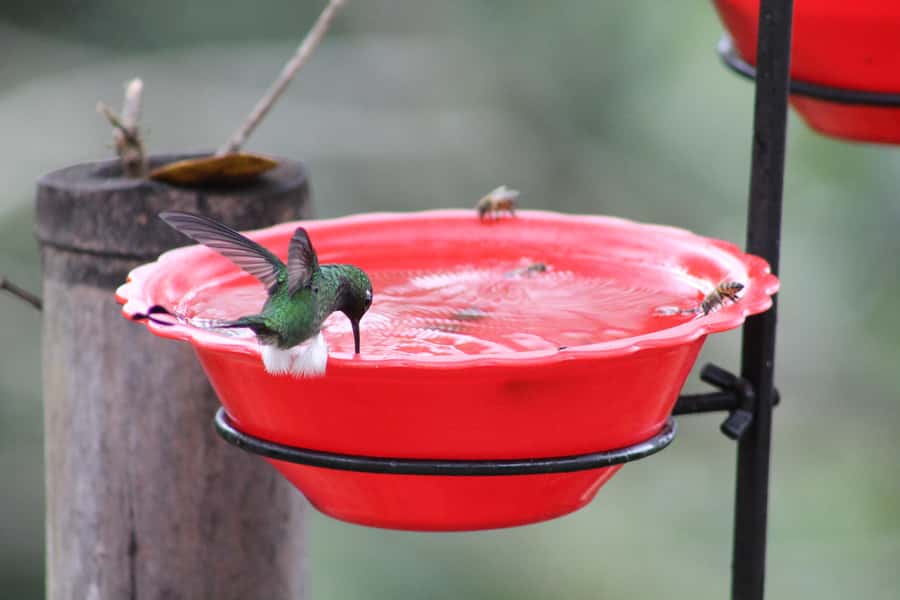 Cali: Hummingbird Watching & Photography Tour - Your guide matters: Vivi, Juan, and the language of bird names