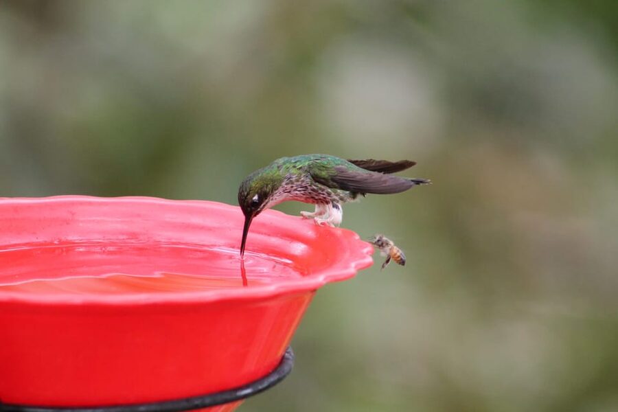 Cali: Hummingbird Watching & Photography Tour - Photography reality check: how to get closer shots without stressing out