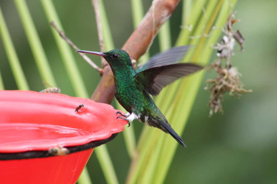 Cali: Hummingbird Watching & Photography Tour - Weather in the mountains: chilly, rainy, and still worth it