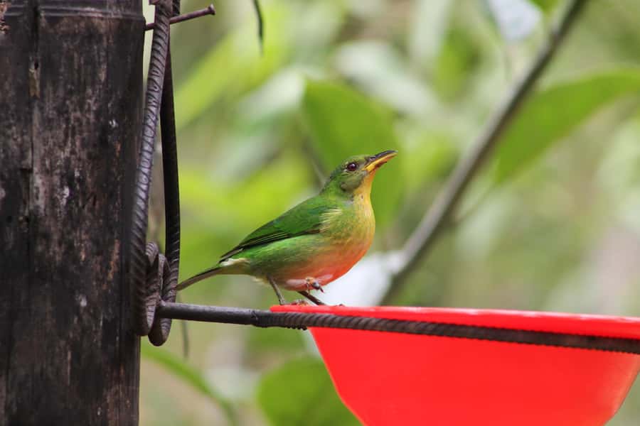 Cali: Hummingbird Watching & Photography Tour - Getting value from $65: what’s included and what you should budget