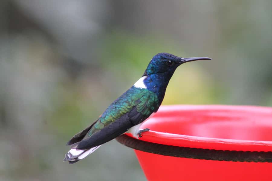 Cali: Hummingbird Watching & Photography Tour - The 4-hour rhythm, from pickup to return