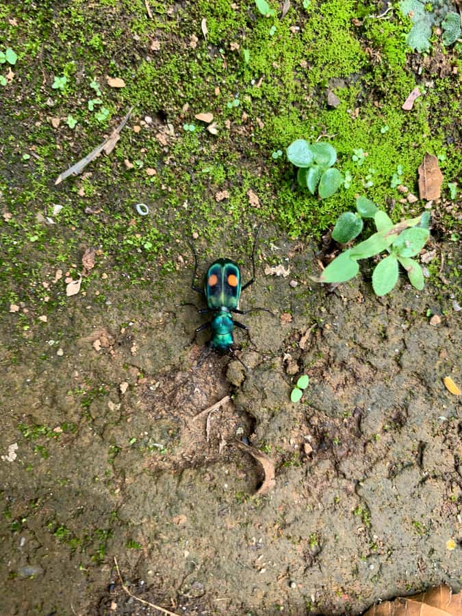 Cali: Tour of Waterfall in Pance River - Chorrera del Indio - Who this tour suits best (and who should think twice)
