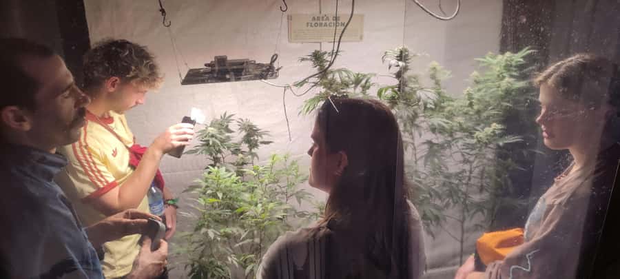 CANNABIS EXPERIENCE - Key things to know
