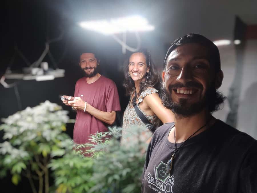 CANNABIS EXPERIENCE - Seed selection and germination: the choices that set everything up