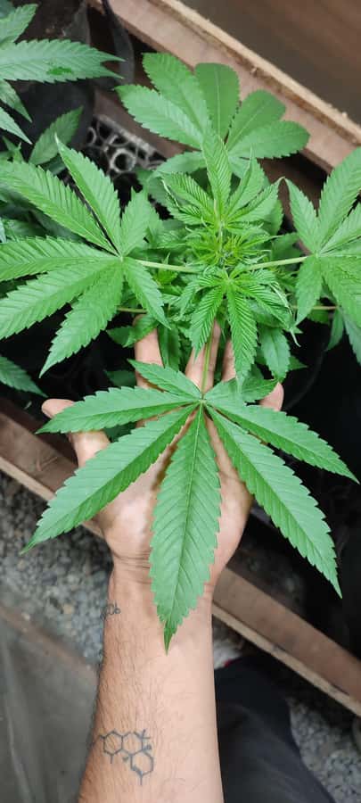 CANNABIS EXPERIENCE - Vegetative growth and flowering: understanding plant behavior