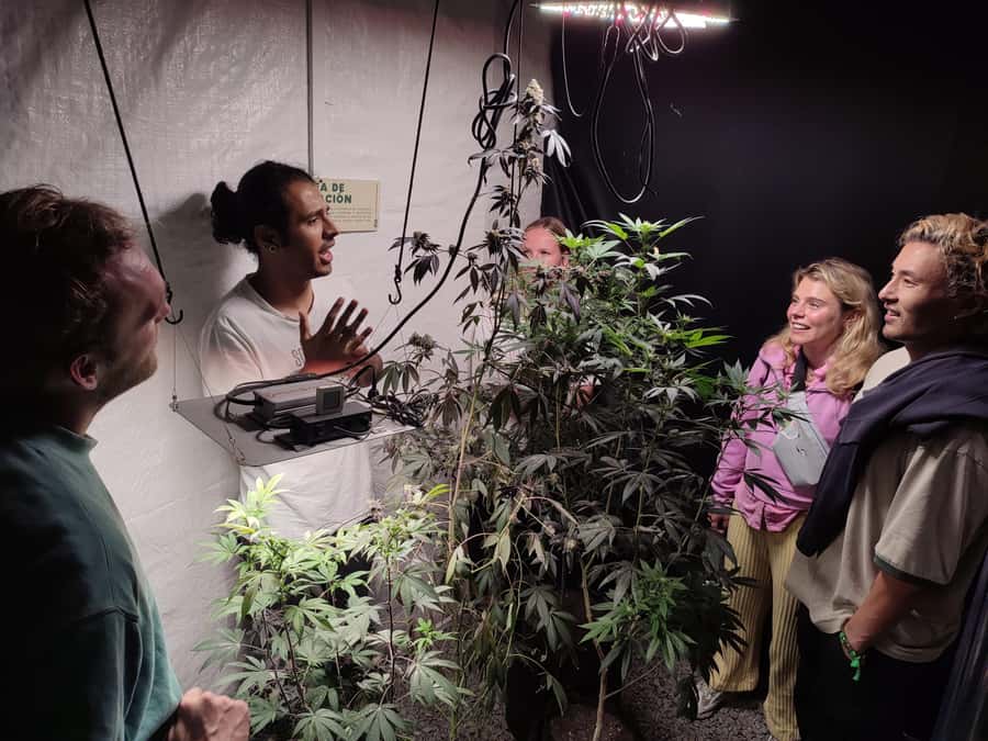CANNABIS EXPERIENCE - Drying and curing: the slow step most people skip