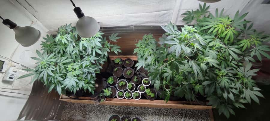 CANNABIS EXPERIENCE - Natural beverage and ancestral souvenir: included, but meaningful