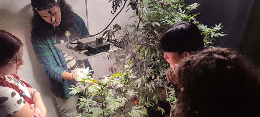 CANNABIS EXPERIENCE - The exclusive 420 terrace in Salento: culture and connection time